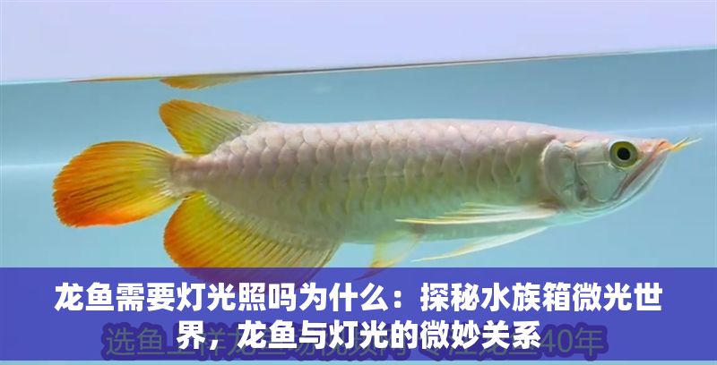 龍魚需要燈光照嗎為什么：探秘水族箱微光世界，龍魚與燈光的微妙關系