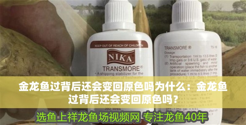 金龍魚過背后還會變回原色嗎為什么：金龍魚過背后還會變回原色嗎？