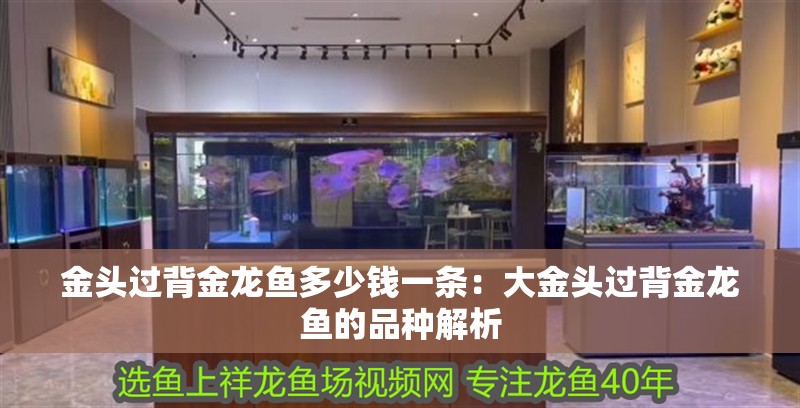 金頭過背金龍魚多少錢一條：大金頭過背金龍魚的品種解析