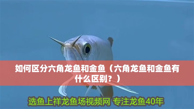 如何區分六角龍魚和金魚（六角龍魚和金魚有什么區別？）
