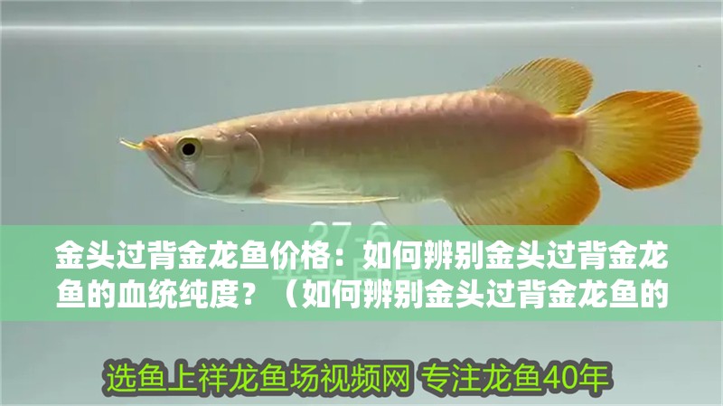 金頭過背金龍魚價格：如何辨別金頭過背金龍魚的血統純度？（如何辨別金頭過背金龍魚的血統純度）