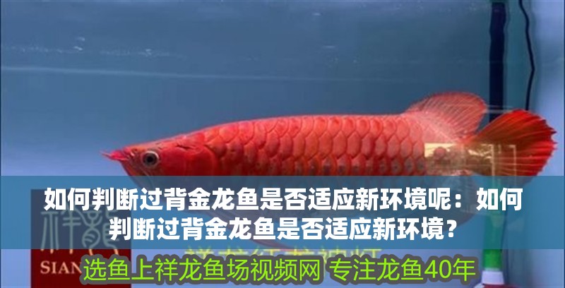 如何判斷過背金龍魚是否適應新環(huán)境呢：如何判斷過背金龍魚是否適應新環(huán)境？ 如何判斷過背金龍魚是否適應新環(huán)境呢：如何判斷過背金龍魚是否適應新環(huán)境？ 水族問答