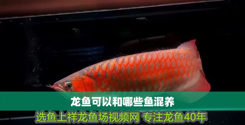 龍魚可以和哪些魚混養