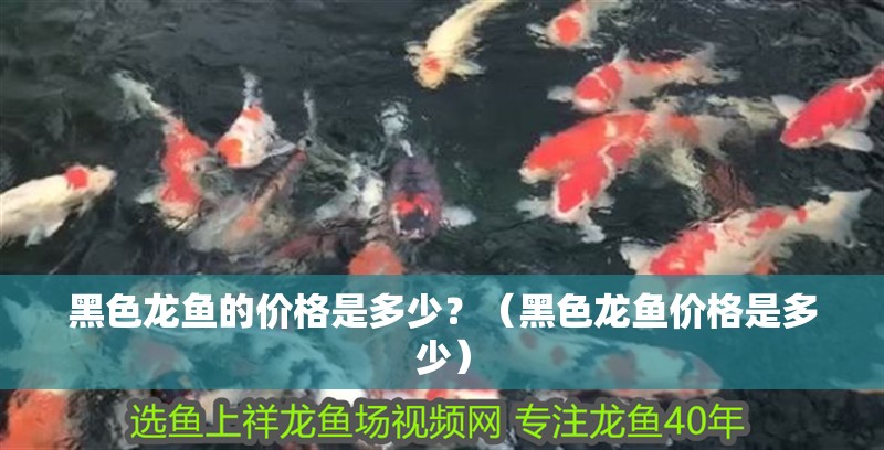 黑色龍魚的價(jià)格是多少？（黑色龍魚價(jià)格是多少）