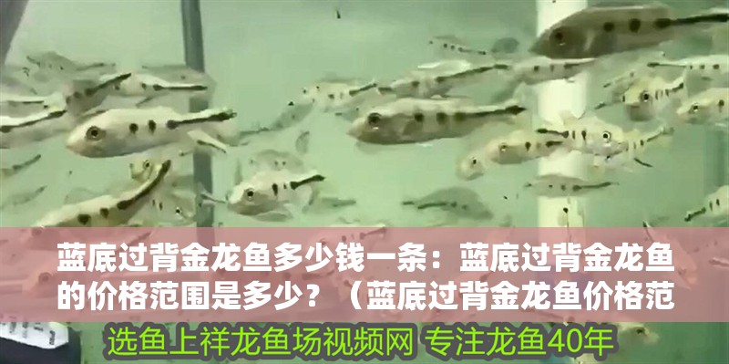 藍底過背金龍魚多少錢一條：藍底過背金龍魚的價格范圍是多少？（藍底過背金龍魚價格范圍是多少藍底過背金龍魚的價格范圍）