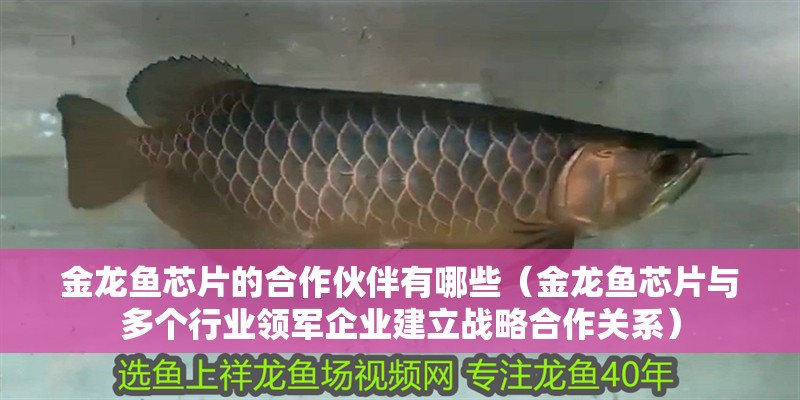 金龍魚芯片的合作伙伴有哪些（金龍魚芯片與多個行業領軍企業建立戰略合作關系） 金龍魚芯片的合作伙伴有哪些（金龍魚芯片與多個行業領軍企業建立戰略合作關系） 龍魚百科