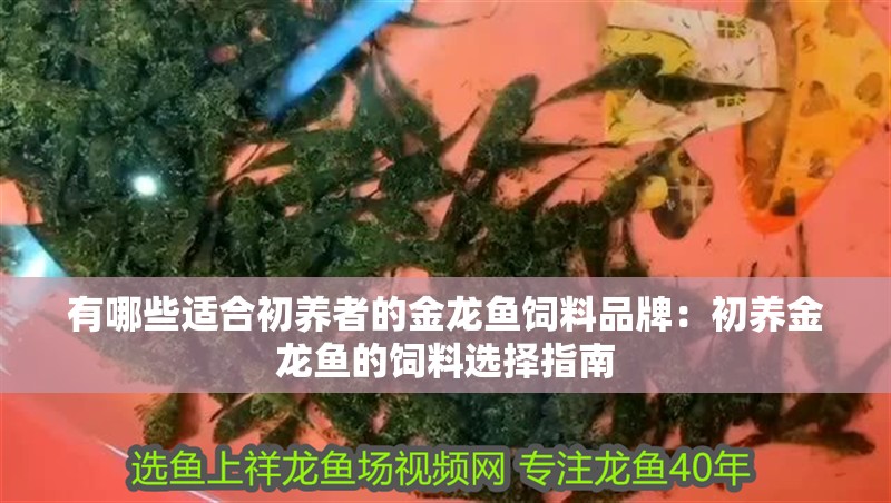 有哪些適合初養者的金龍魚飼料品牌：初養金龍魚的飼料選擇指南