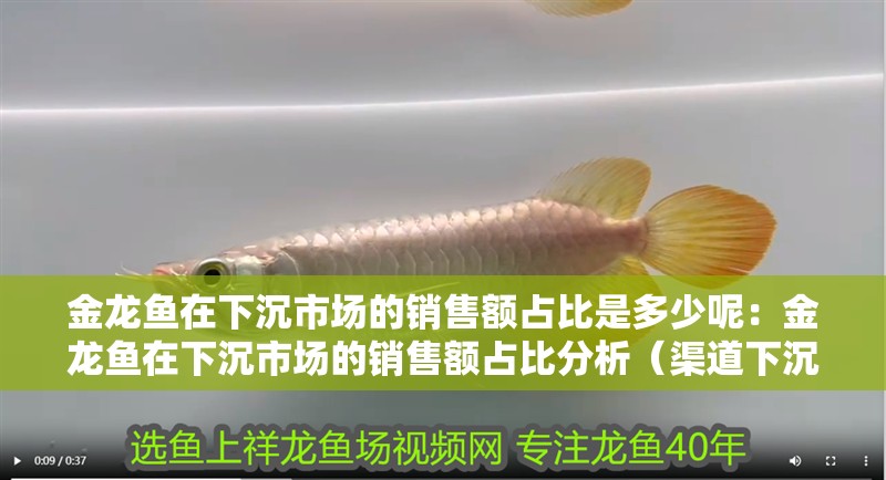 金龍魚在下沉市場的銷售額占比是多少呢：金龍魚在下沉市場的銷售額占比分析（渠道下沉：金龍魚在下沉市場的銷售額占比超過50%）