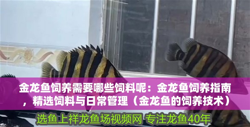 鸚鵡魚和銀龍魚混養怎樣喂食 金龍魚飼養需要哪些飼料呢:金龍魚飼養指南,精選飼料與日常管理(金龍魚的飼養技術) 水族問答 金龍魚飼養需要哪些飼料呢:金龍魚飼養指南,精選飼料與日常管理(金龍魚的飼養技術) 金龍魚飼養需要哪些飼料呢:金龍魚飼養指南,精選飼料與日常管理(金龍魚的飼養技術) 水族問答