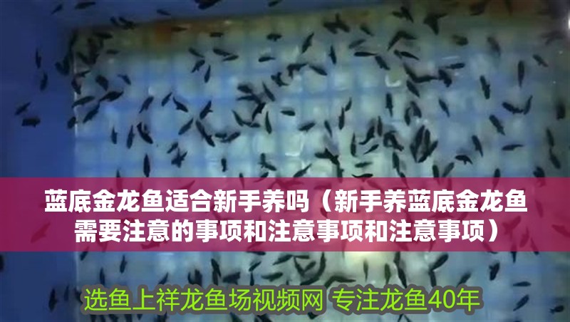 藍底金龍魚適合新手養嗎（新手養藍底金龍魚需要注意的事項和注意事項和注意事項）