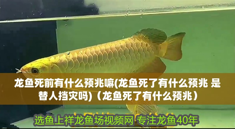 龍魚(yú)死前有什么預(yù)兆嘛(龍魚(yú)死了有什么預(yù)兆 是替人擋災(zāi)嗎)（龍魚(yú)死了有什么預(yù)兆）