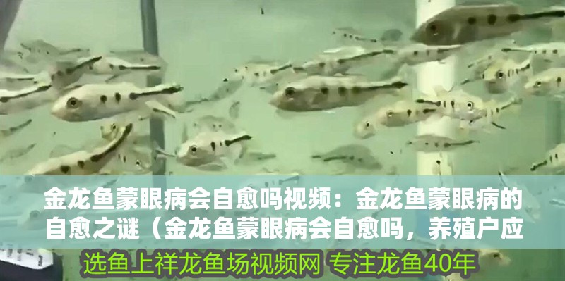 金龍魚蒙眼病會自愈嗎視頻：金龍魚蒙眼病的自愈之謎（金龍魚蒙眼病會自愈嗎，養殖戶應采取積極措施）