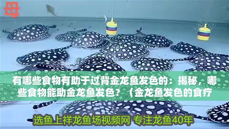 有哪些食物有助于過背金龍魚發色的：揭秘，哪些食物能助金龍魚發色？（金龍魚發色的食療方法）