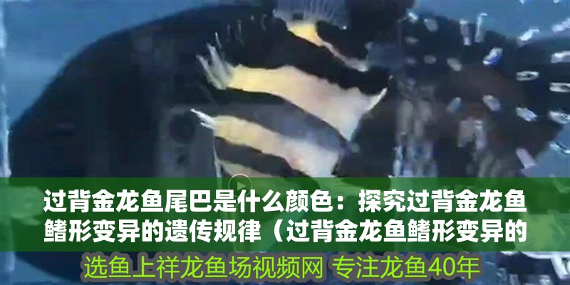 過(guò)背金龍魚(yú)尾巴是什么顏色：探究過(guò)背金龍魚(yú)鰭形變異的遺傳規(guī)律（過(guò)背金龍魚(yú)鰭形變異的遺傳規(guī)律）