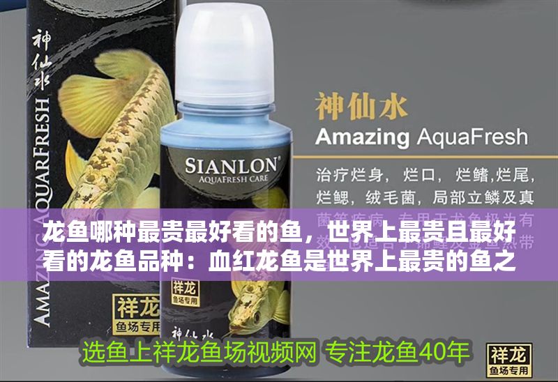 龍魚哪種最貴最好看的魚，世界上最貴且最好看的龍魚品種：血紅龍魚是世界上最貴的魚之一