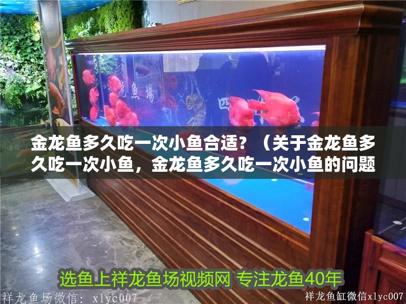 金龍魚多久吃一次小魚合適？（關于金龍魚多久吃一次小魚，金龍魚多久吃一次小魚的問題）