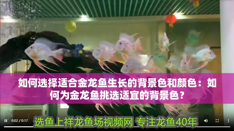 如何選擇適合金龍魚生長的背景色和顏色：如何為金龍魚挑選適宜的背景色？ 如何選擇適合金龍魚生長的背景色和顏色：如何為金龍魚挑選適宜的背景色？ 水族問答