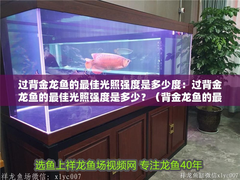 過背金龍魚的最佳光照強度是多少度：過背金龍魚的最佳光照強度是多少？（背金龍魚的最佳光照強度通常在20-30勒克斯之間的光照強度）