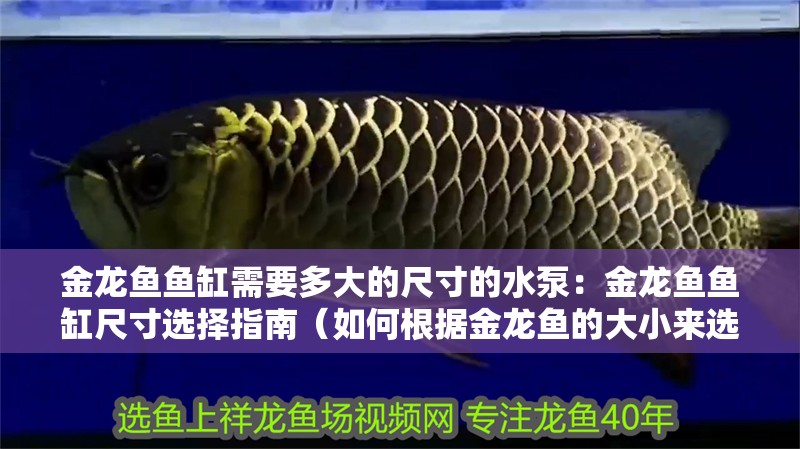 金龍魚魚缸需要多大的尺寸的水泵：金龍魚魚缸尺寸選擇指南（如何根據(jù)金龍魚的大小來選擇合適的魚缸尺寸）