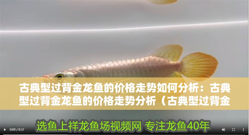 古典型過背金龍魚的價格走勢如何分析：古典型過背金龍魚的價格走勢分析（古典型過背金龍魚價格走勢分析） 古典型過背金龍魚的價格走勢如何分析：古典型過背金龍魚的價格走勢分析（古典型過背金龍魚價格走勢分析） 水族問答