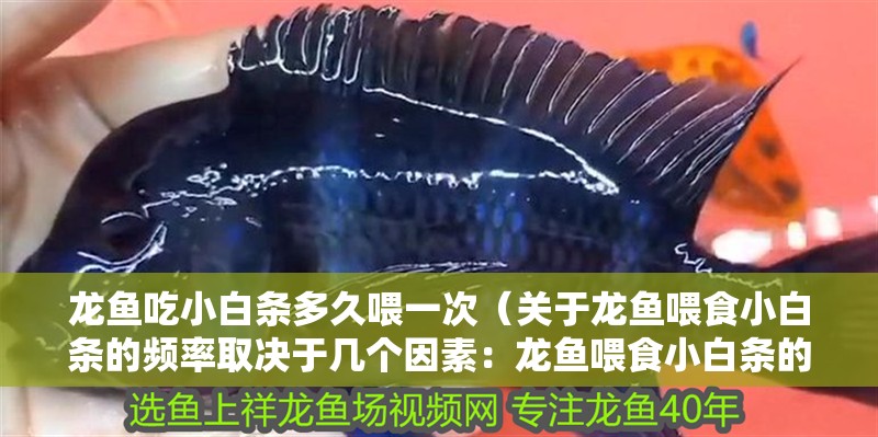 龍魚吃小白條多久喂一次（關于龍魚喂食小白條的頻率取決于幾個因素：龍魚喂食小白條的頻率）