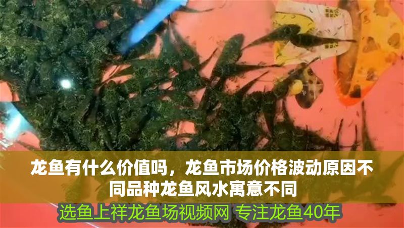 龍魚有什么價值嗎，龍魚市場價格波動原因不同品種龍魚風水寓意不同