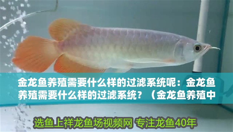 金龍魚養(yǎng)殖需要什么樣的過濾系統(tǒng)呢：金龍魚養(yǎng)殖需要什么樣的過濾系統(tǒng)？（金龍魚養(yǎng)殖中所需的過濾系統(tǒng)類型及其特點(diǎn)）