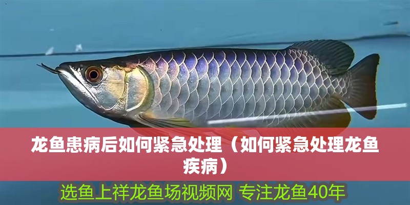龍魚患病后如何緊急處理（如何緊急處理龍魚疾病）