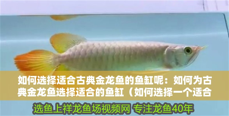 如何選擇適合古典金龍魚的魚缸呢：如何為古典金龍魚選擇適合的魚缸（如何選擇一個適合古典金龍魚的魚缸）