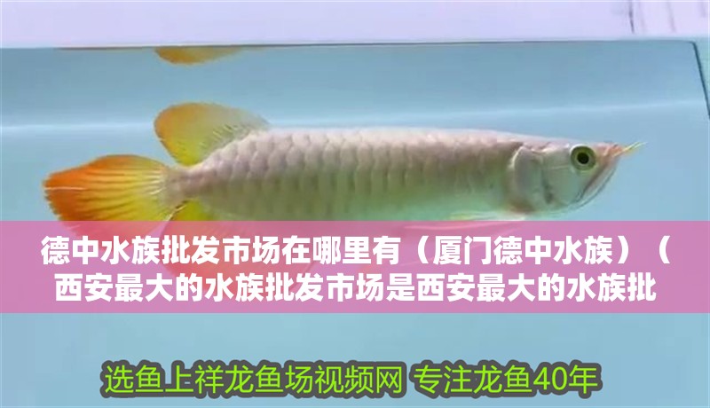 鸚鵡魚和銀龍魚混養怎樣喂食 德中水族批發市場在哪里有(廈門德中水族)(西安最大的水族批發市場是西安最大的水族批發市場在哪里有) 觀賞魚百科 德中水族批發市場在哪里有(廈門德中水族)(西安最大的水族批發市場是西安最大的水族批發市場在哪里有) 德中水族批發市場在哪里有(廈門德中水族)(西安最大的水族批發市場是西安最大的水族批發市場在哪里有) 觀賞魚百科
