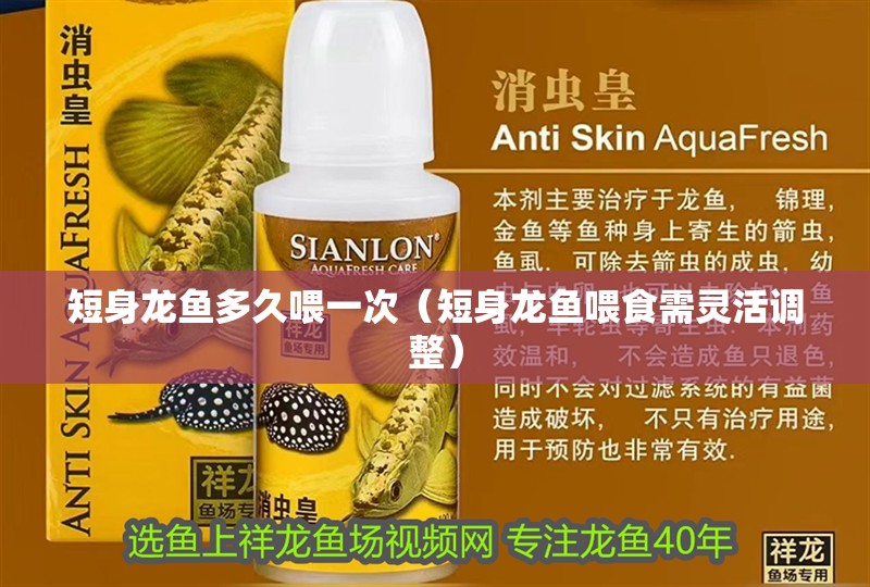短身龍魚多久喂一次（短身龍魚喂食需靈活調整） 短身龍魚多久喂一次（短身龍魚喂食需靈活調整） 龍魚百科