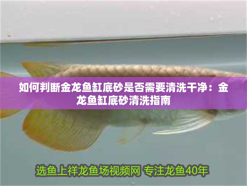 如何判斷金龍魚缸底砂是否需要清洗干凈：金龍魚缸底砂清洗指南
