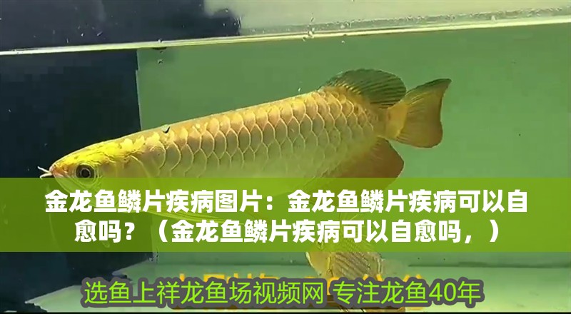 金龍魚鱗片疾病圖片：金龍魚鱗片疾病可以自愈嗎？（金龍魚鱗片疾病可以自愈嗎，）