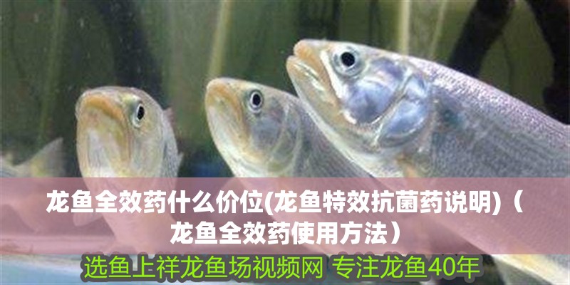龍魚全效藥什么價位(龍魚特效抗菌藥說明)（龍魚全效藥使用方法）