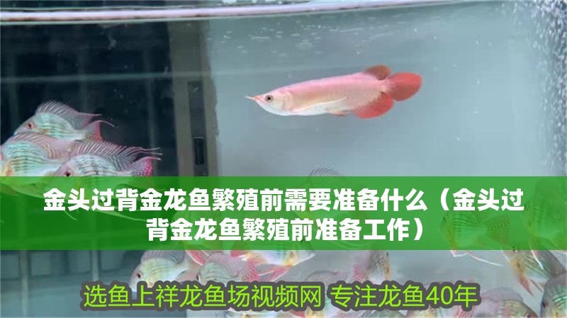 金頭過背金龍魚繁殖前需要準備什么（金頭過背金龍魚繁殖前準備工作）
