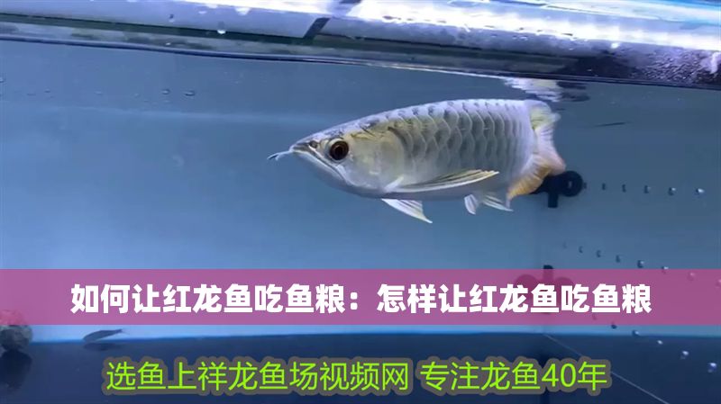 如何讓紅龍魚吃魚糧：怎樣讓紅龍魚吃魚糧 如何讓紅龍魚吃魚糧：怎樣讓紅龍魚吃魚糧 龍魚百科 第2張