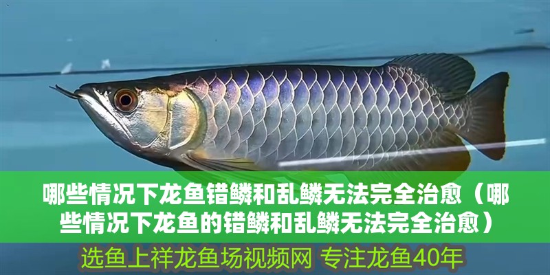 哪些情況下龍魚錯鱗和亂鱗無法完全治愈（哪些情況下龍魚的錯鱗和亂鱗無法完全治愈）