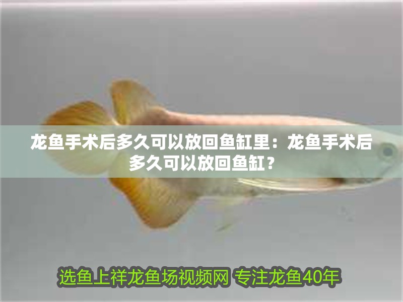 龍魚手術(shù)后多久可以放回魚缸里：龍魚手術(shù)后多久可以放回魚缸？