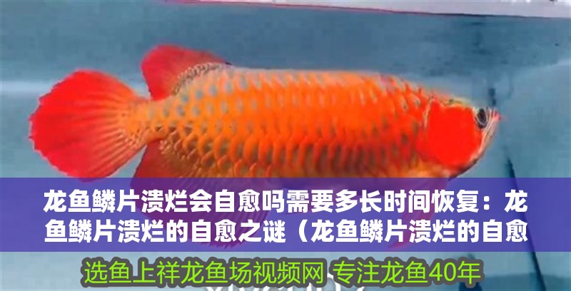 龍魚鱗片潰爛會自愈嗎需要多長時間恢復：龍魚鱗片潰爛的自愈之謎（龍魚鱗片潰爛的自愈能力）