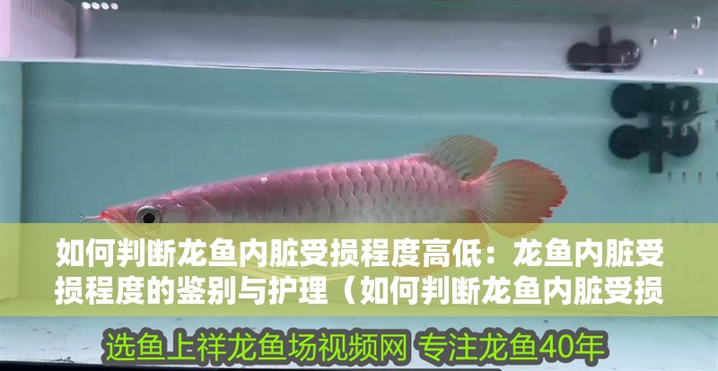 如何判斷龍魚(yú)內(nèi)臟受損程度高低：龍魚(yú)內(nèi)臟受損程度的鑒別與護(hù)理（如何判斷龍魚(yú)內(nèi)臟受損）