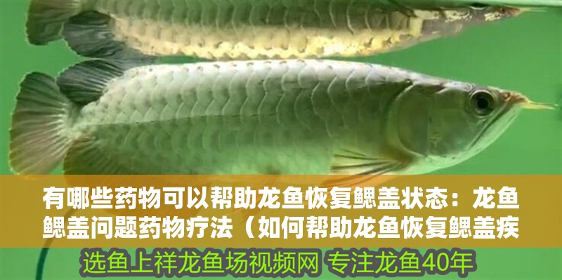 有哪些藥物可以幫助龍魚恢復鰓蓋狀態(tài)：龍魚鰓蓋問題藥物療法（如何幫助龍魚恢復鰓蓋疾病）