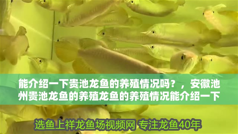 能介紹一下貴池龍魚的養殖情況嗎？，安徽<strong><mark>池州</mark></strong>貴池龍魚的養殖龍魚的養殖情況能介紹一下嗎