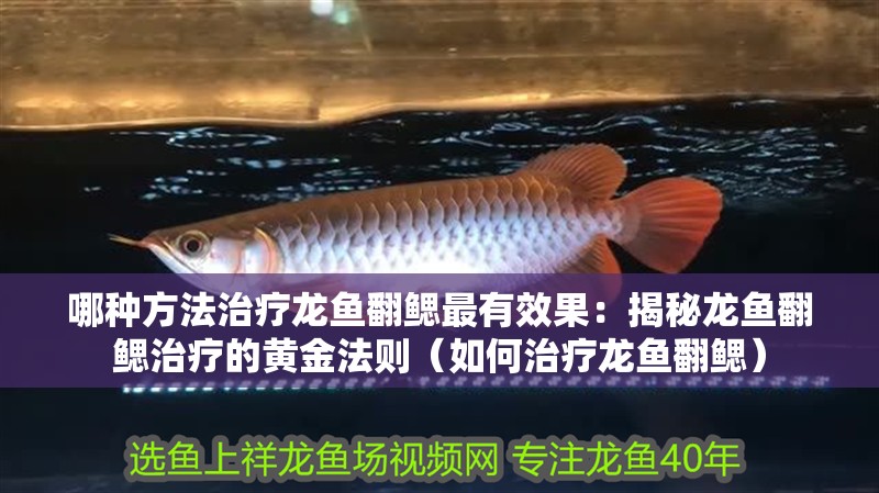 哪種方法治療龍魚翻鰓最有效果：揭秘龍魚翻鰓治療的黃金法則（如何治療龍魚翻鰓） 哪種方法治療龍魚翻鰓最有效果：揭秘龍魚翻鰓治療的黃金法則（如何治療龍魚翻鰓） 水族問答