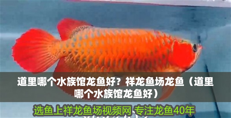 道里哪個水族館龍魚好？祥龍魚場龍魚（道里哪個水族館龍魚好）