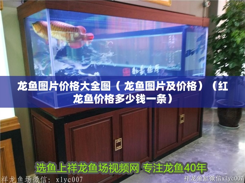 印尼虎魚多少溫度飼養最好:印尼虎魚多少溫度飼養最好印尼虎魚多少溫度飼養最好 龍魚圖片價格大全圖( 龍魚圖片及價格)(紅龍魚價格多少錢一條) 觀賞魚百科 龍魚圖片價格大全圖( 龍魚圖片及價格)(紅龍魚價格多少錢一條) 龍魚圖片價格大全圖( 龍魚圖片及價格)(紅龍魚價格多少錢一條) 觀賞魚百科