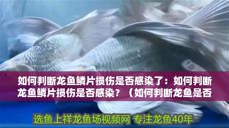 如何判斷龍魚鱗片損傷是否感染了：如何判斷龍魚鱗片損傷是否感染？（如何判斷龍魚是否感染了疾病）