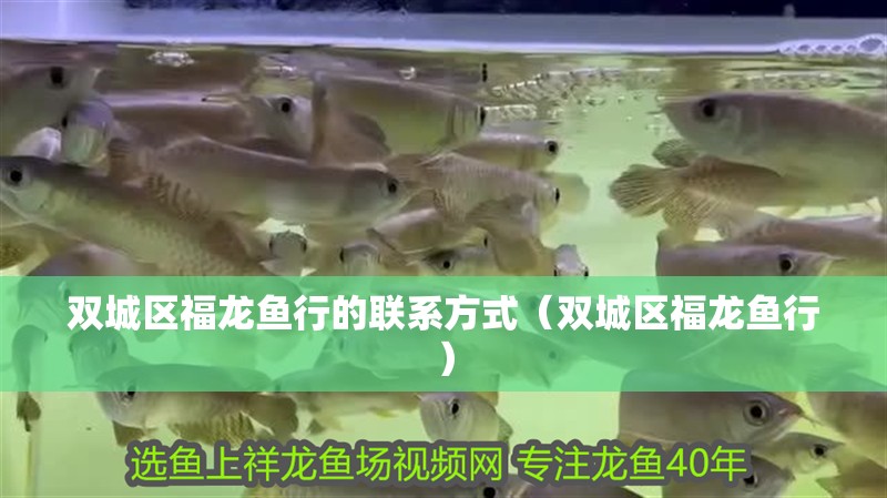 雙城區(qū)福龍魚行的聯(lián)系方式（雙城區(qū)福龍魚行）