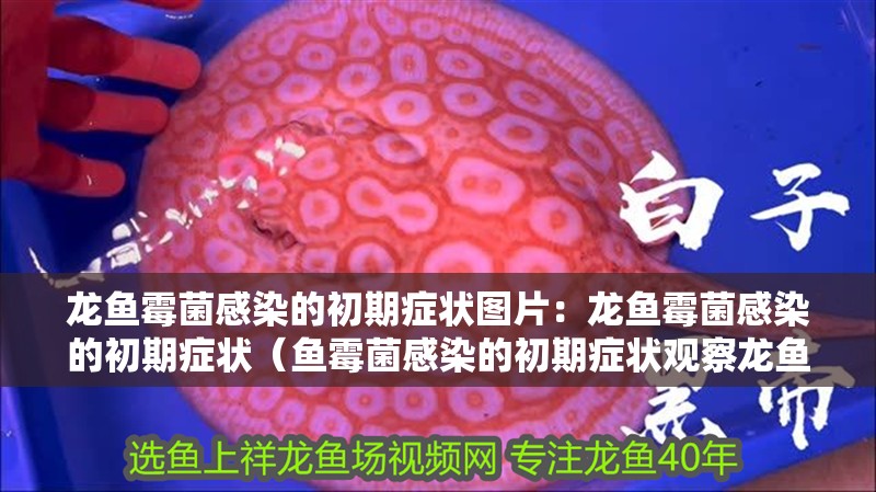 龍魚霉菌感染的初期癥狀圖片：龍魚霉菌感染的初期癥狀（魚霉菌感染的初期癥狀觀察龍魚的行為和健康狀態(tài)）