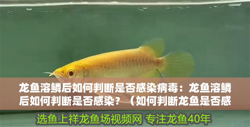 龍魚溶鱗后如何判斷是否感染病毒：龍魚溶鱗后如何判斷是否感染？（如何判斷龍魚是否感染了病毒）