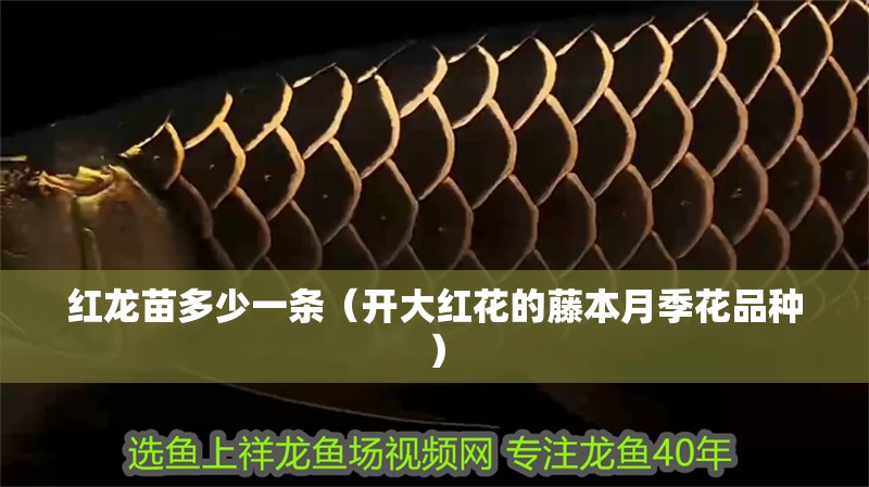 紅龍苗多少一條（開大紅花的藤本月季花品種）